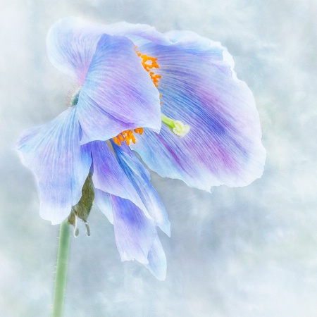 Blue Poppy