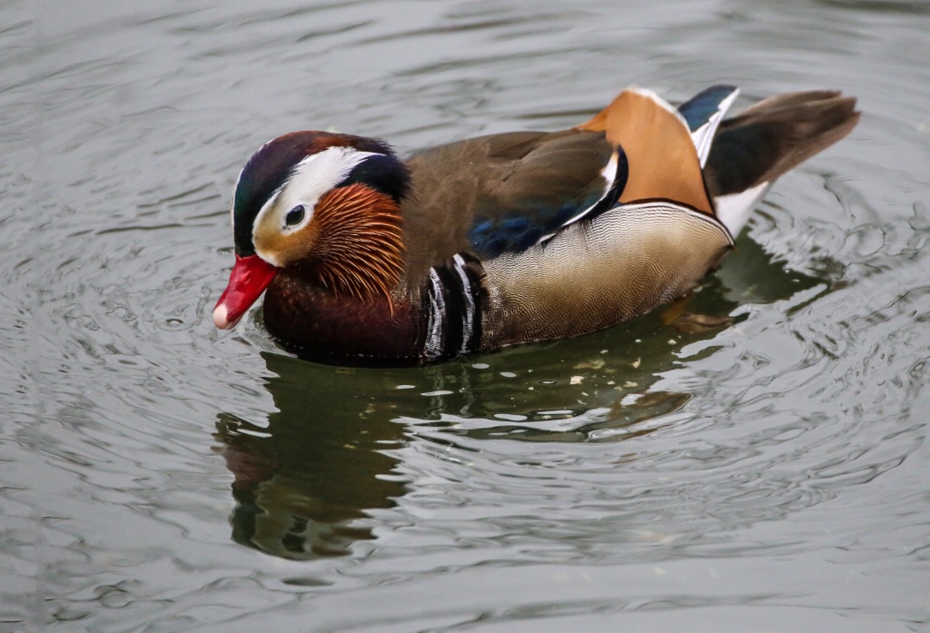 Mandarin duck