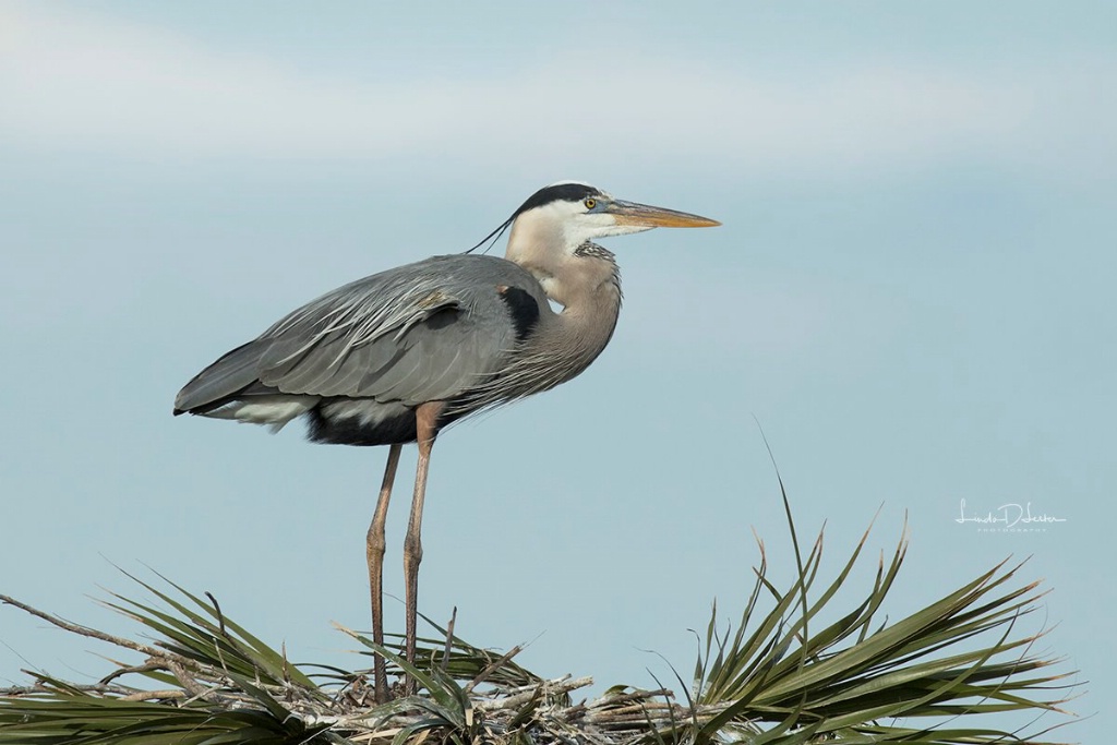 On the Nest