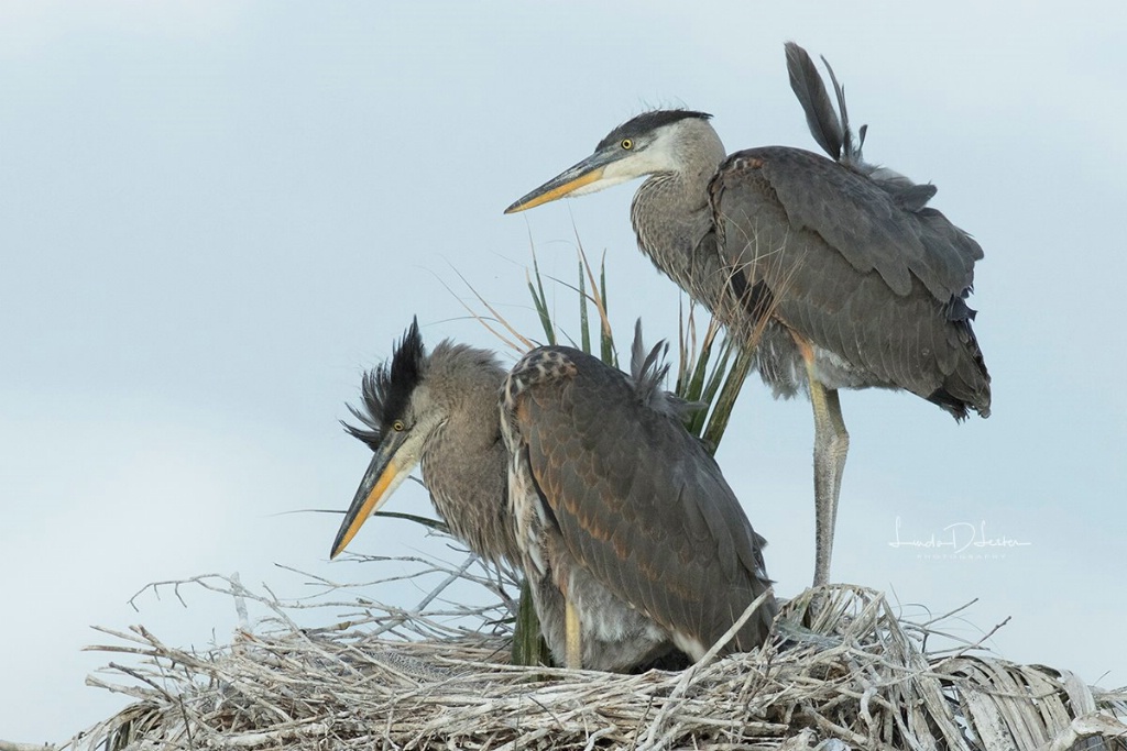 Blue Heron Chicks