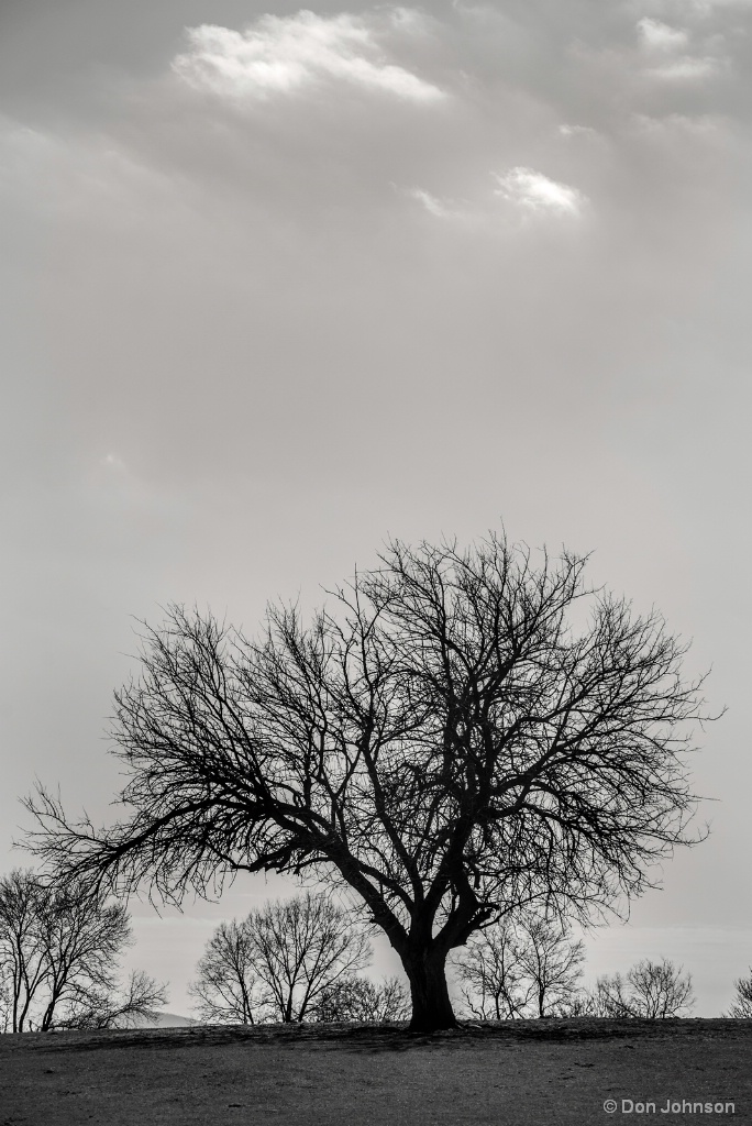 Stark Tree 3-10-18 013