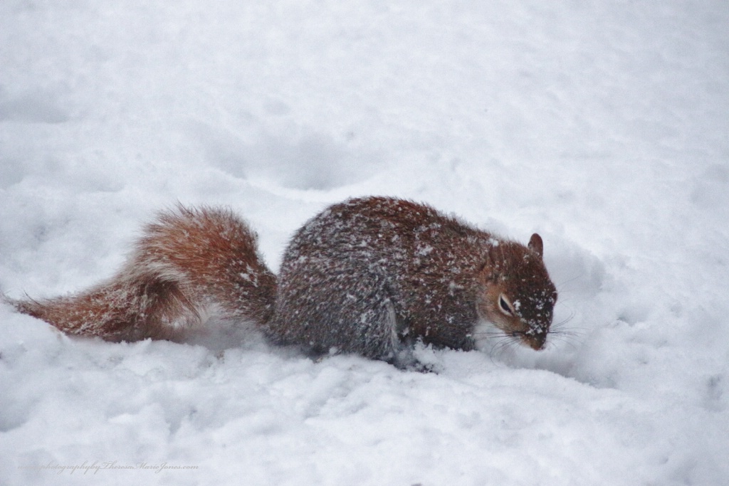 Squirrel in the Snow - ID: 15547775 © Theresa Marie Jones