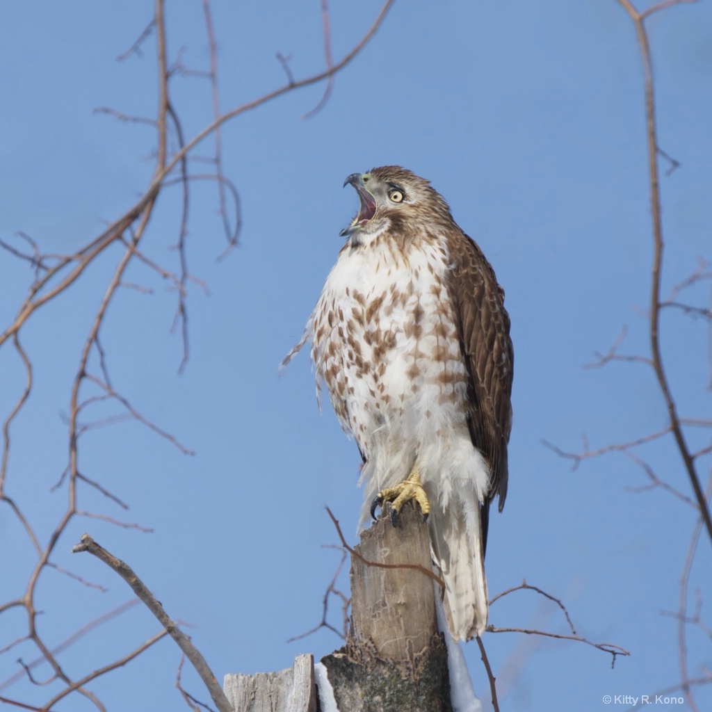 Young Red Tail Reacting to Today's News - ID: 15547792 © Kitty R. Kono