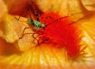 Katydid nymph