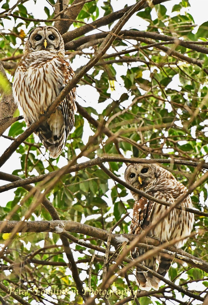 Owls, Charlotte, NC
