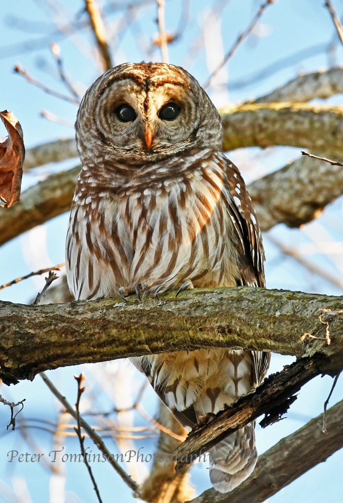 Owl 3, Charlotte, N.C.