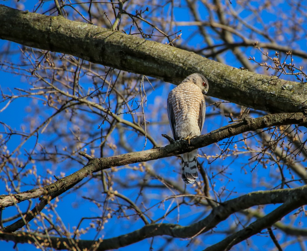 Coopers-Hawk