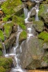 Green Green Moss