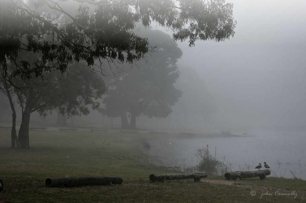 Ducks in the Fog