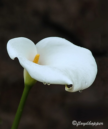Calla Lily After a Spring Shower