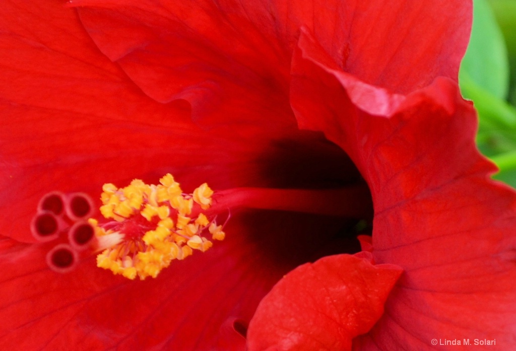 Inside a Hibiscus