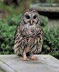 Owl on Backyard B...