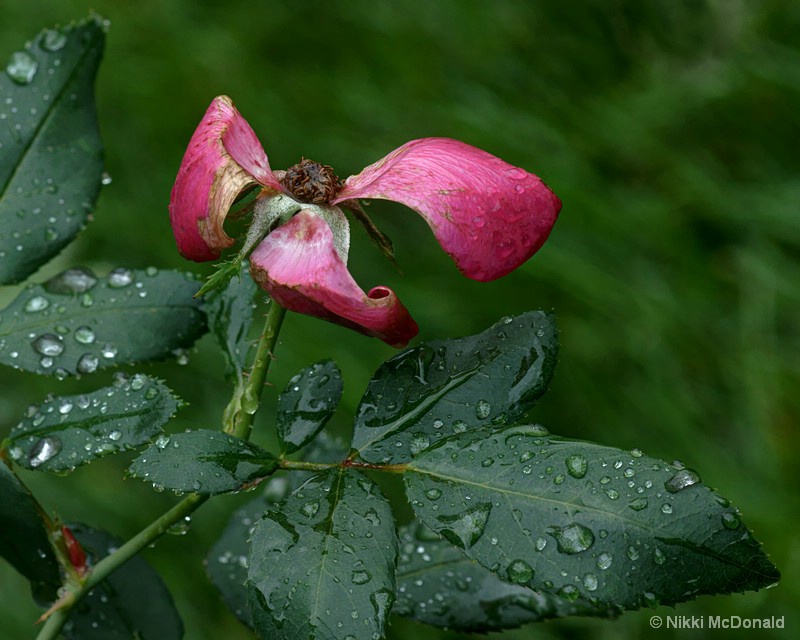 Fading Rose in Rain
