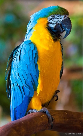 Bird of Many Colors