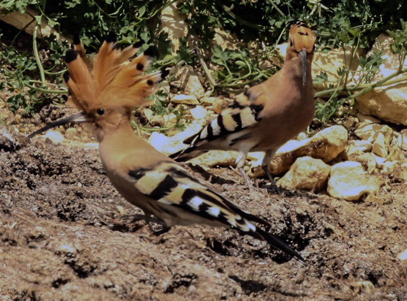 European Hoopoe