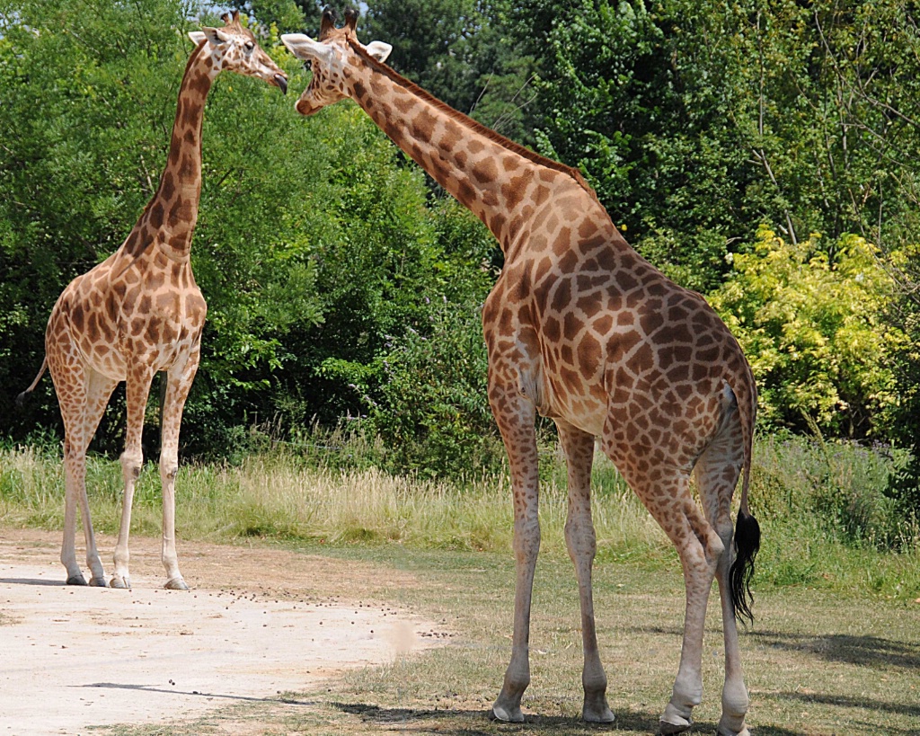 Giraffes at Zoo de Lyon - ID: 15548942 © William S. Briggs