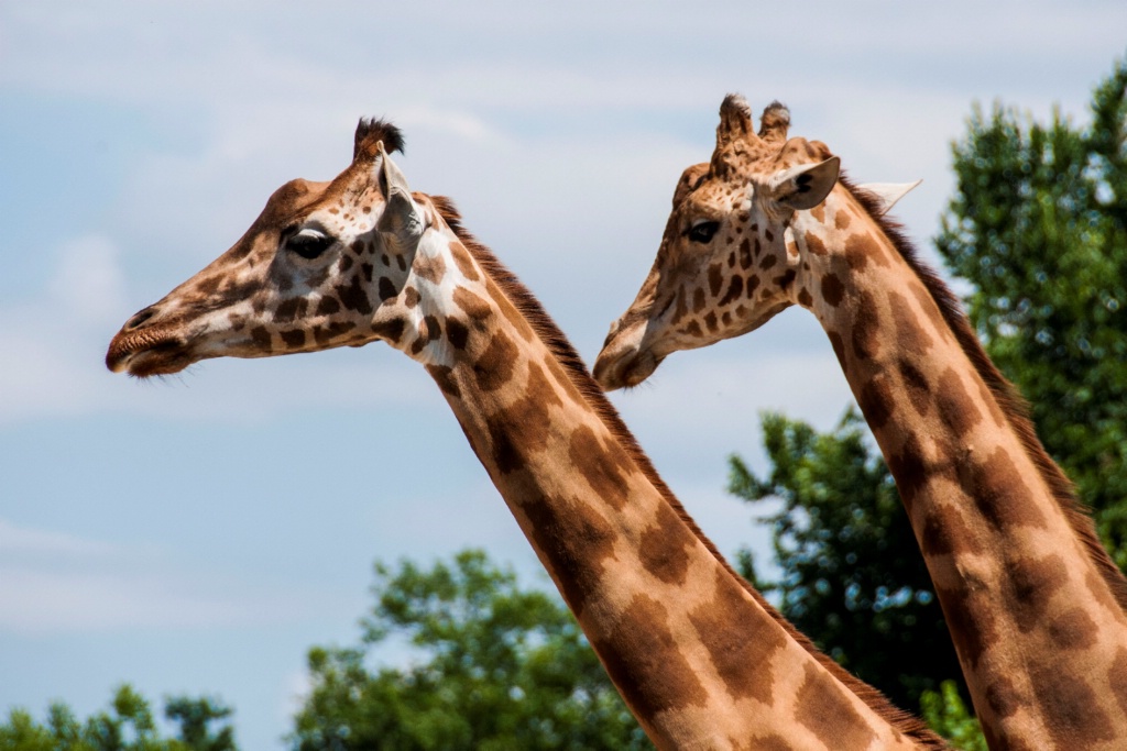 Giraffes at Zoo de Lyon II - ID: 15548957 © William S. Briggs