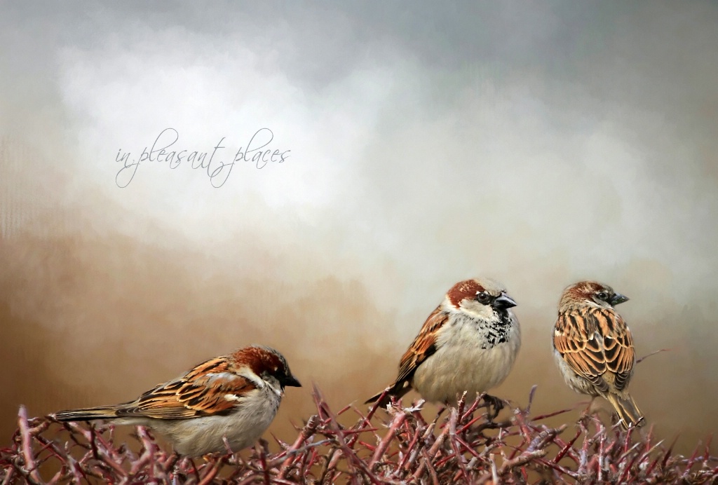 Sparrows Three