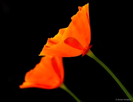 Two Golden Poppies