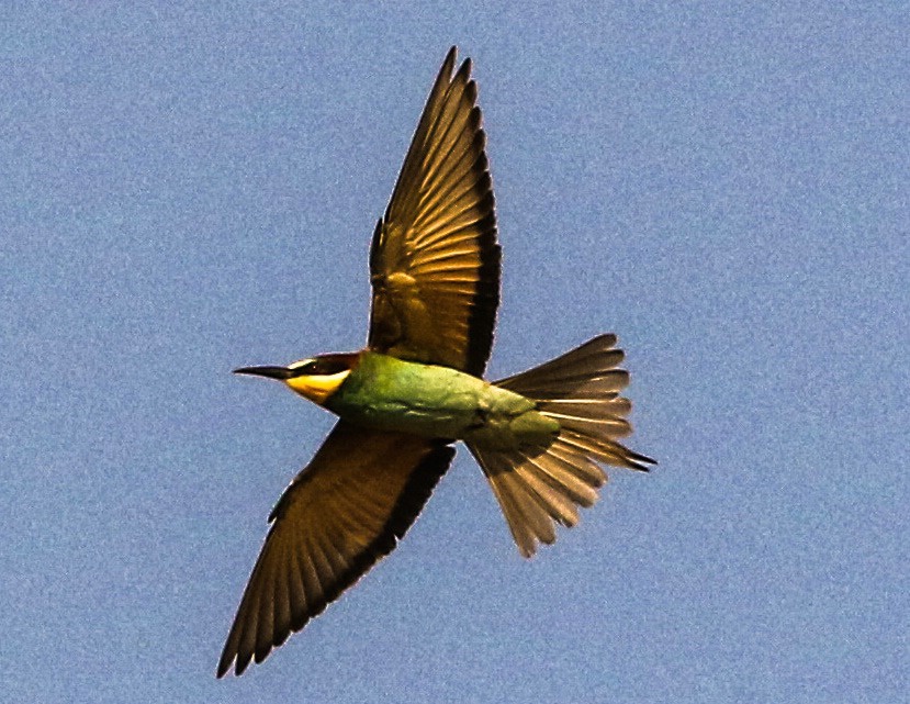 Flying Bee-eater
