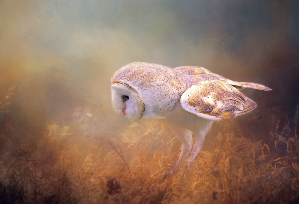 Barn Owl.