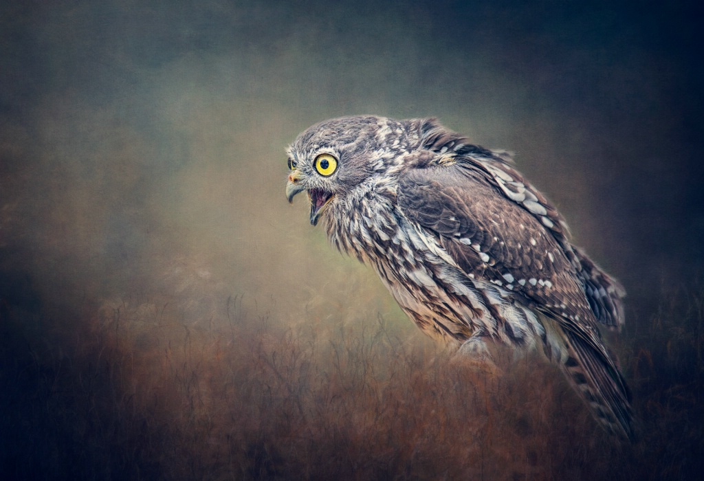 Juvenile Barking  Owl.