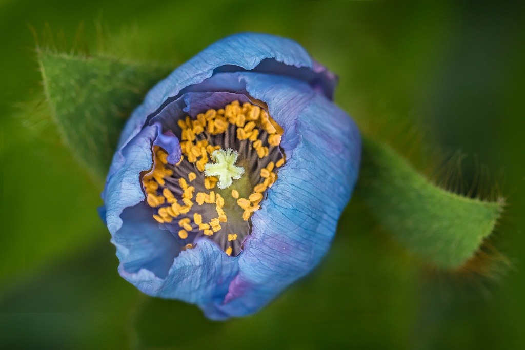 Inside a Blue Poppy 