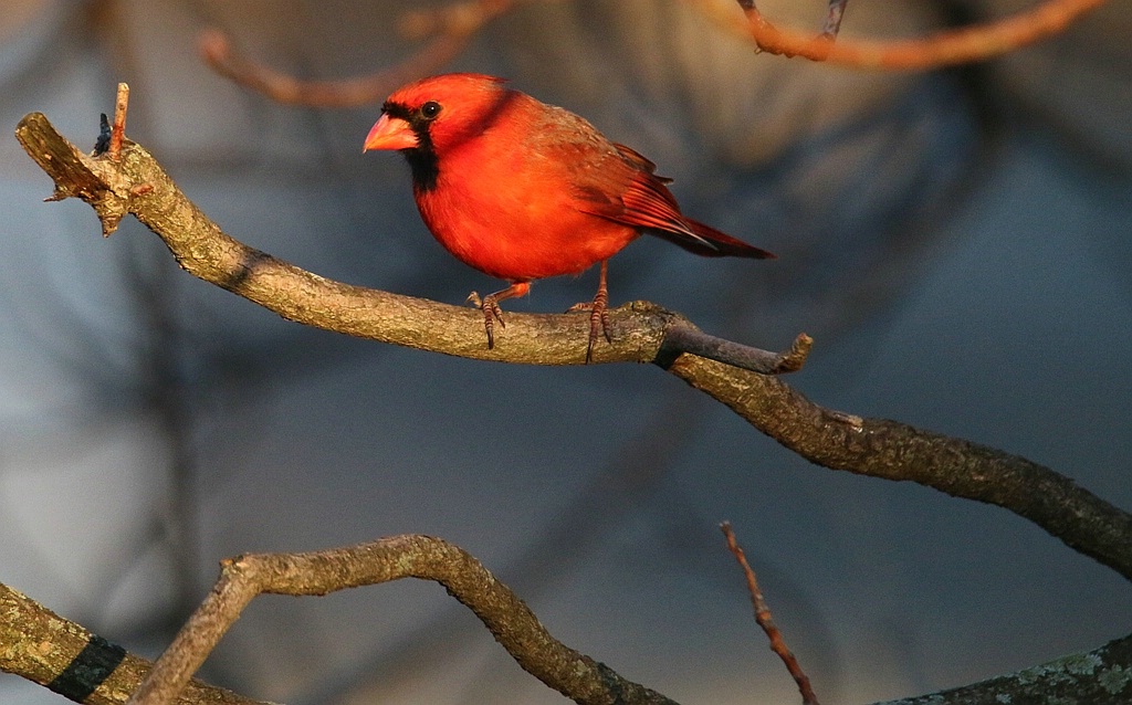 Northern Male Cardinal In The Setting Sun