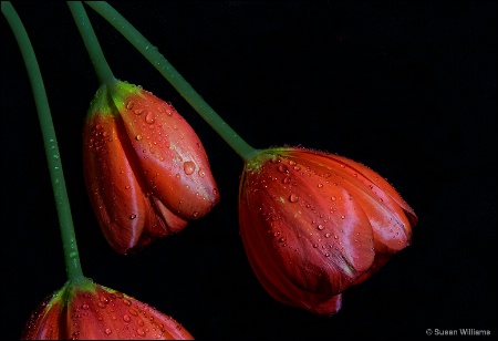 Red Tulips