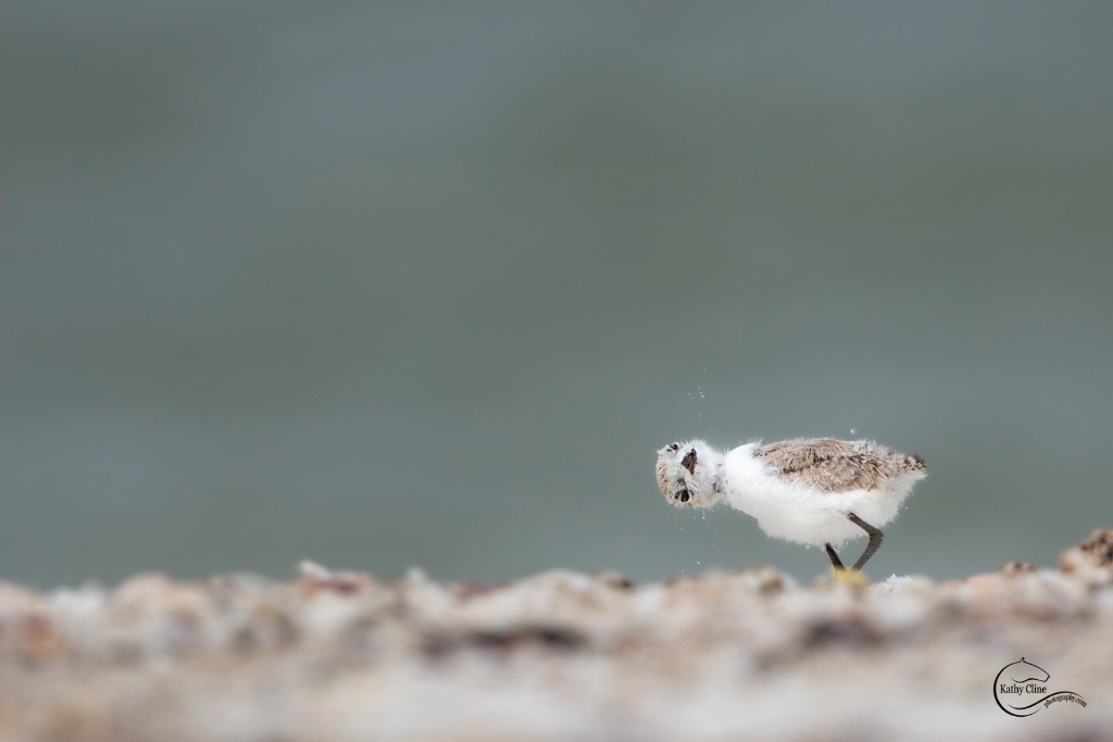 March 2018 Photo Contest Grand Prize Winner - Teany Tiny Snowy Plover Chick