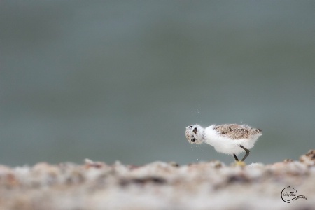 Teany Tiny Snowy Plover Chick