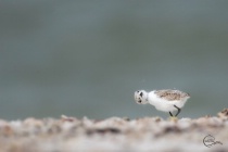 Photography Contest Grand Prize Winner - March 2018: Teany Tiny Snowy Plover Chick