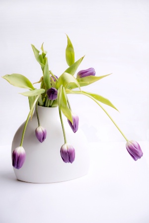 Spring Lingers