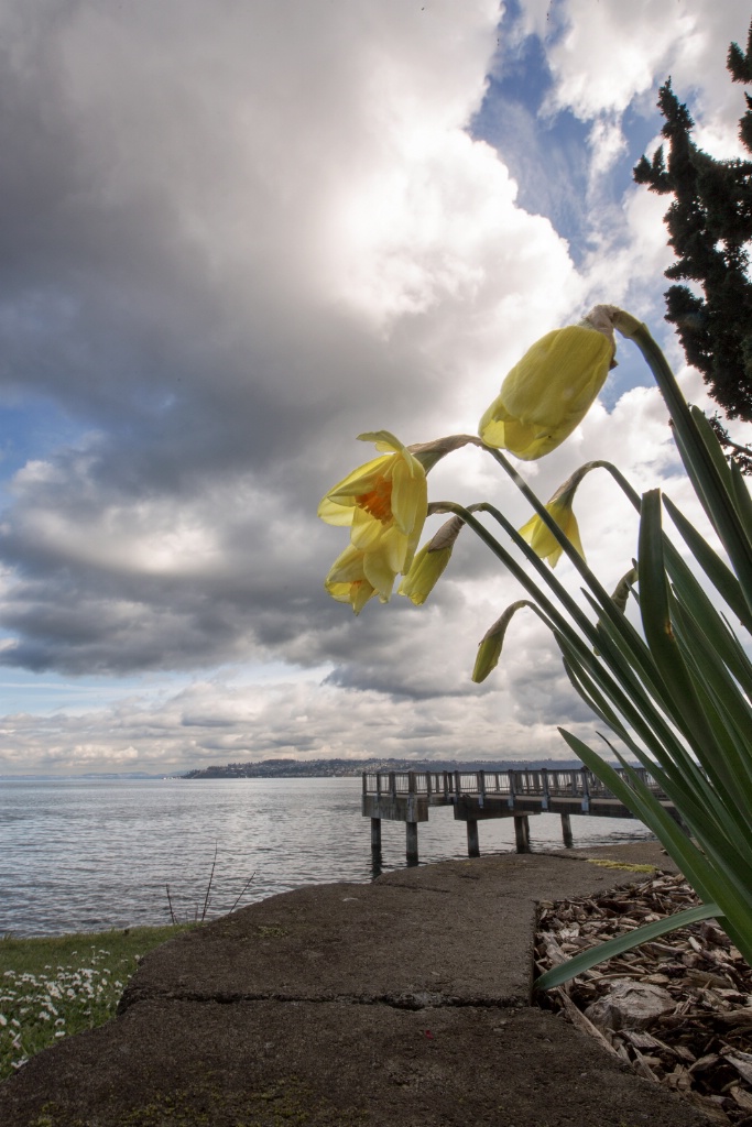 Daffodils on the Waterfront