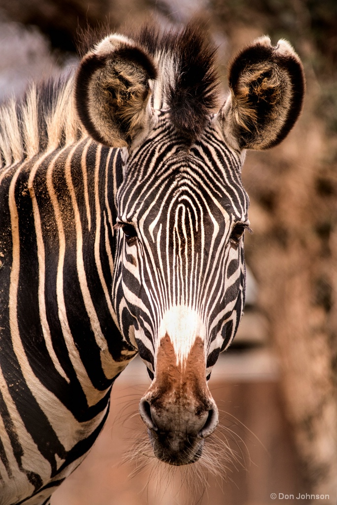 NZ Zebra 2-20-18 022