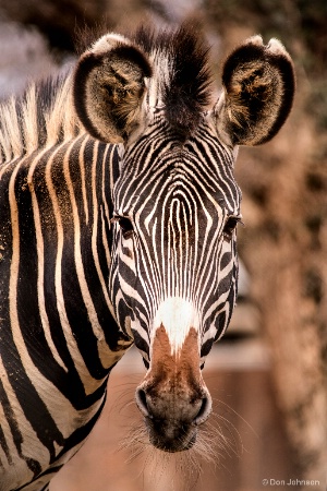 NZ Zebra 2-20-18 022