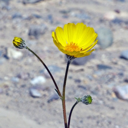 Wildflower - Desert Gold.