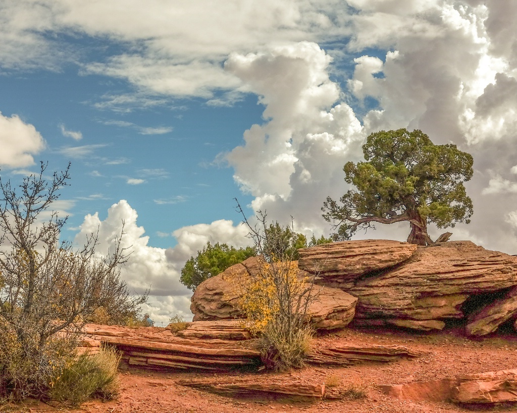 lone tree in petrified dunes