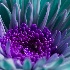 2Purple - ID: 15549862 © Jacquie Palazzolo