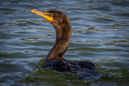 cormorant on Lake Vista