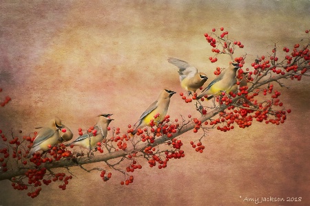 Cedar Waxwing Gathering