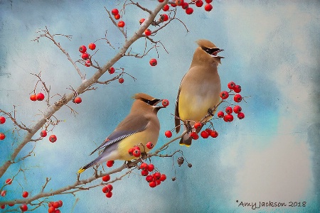 Cedar Waxwing Pair