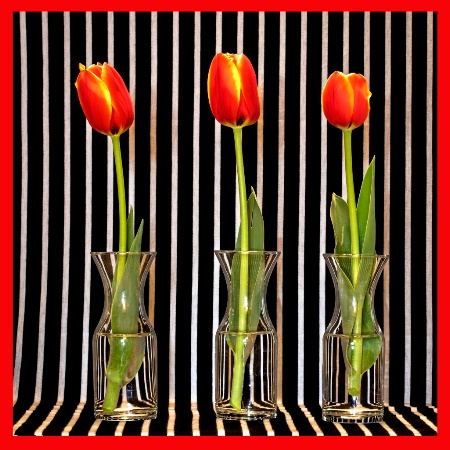 Tulips and Stripes 