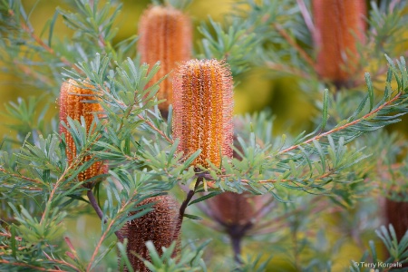 Berkeley Botanical Garden