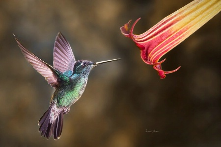 Fiery Throated Hummingbird