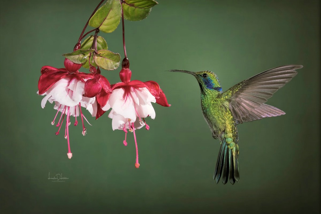 Fiery Throated Hummingbird