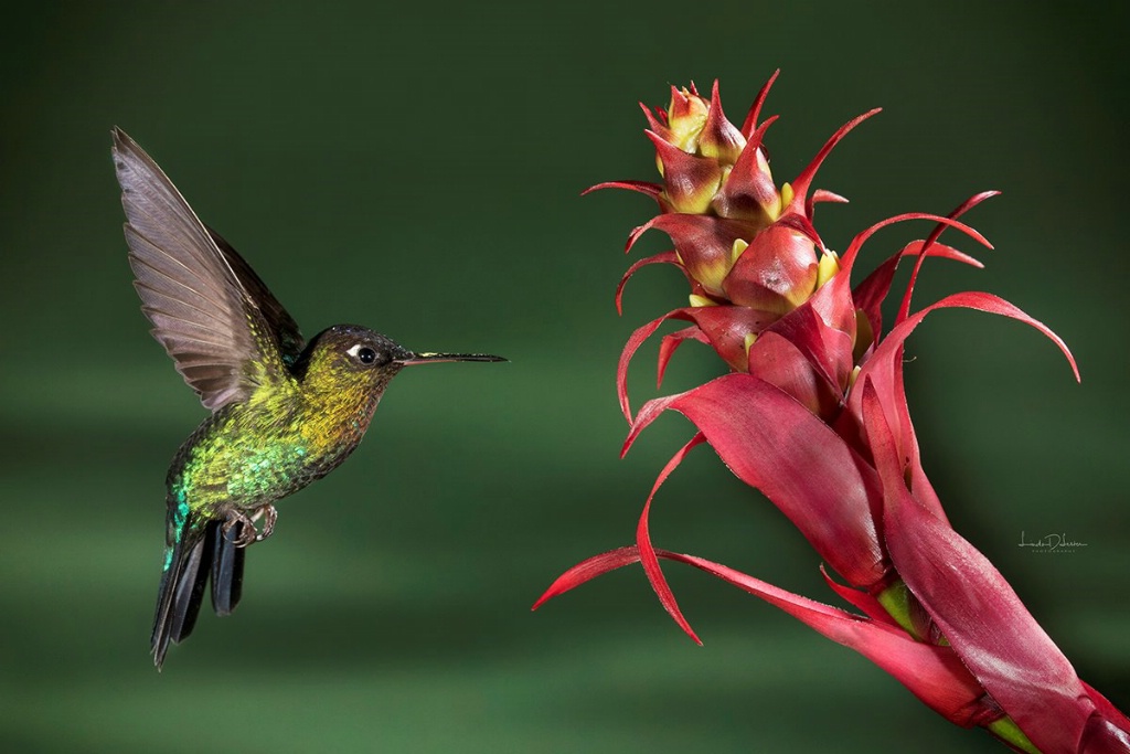 Fiery Throated Hummingbird