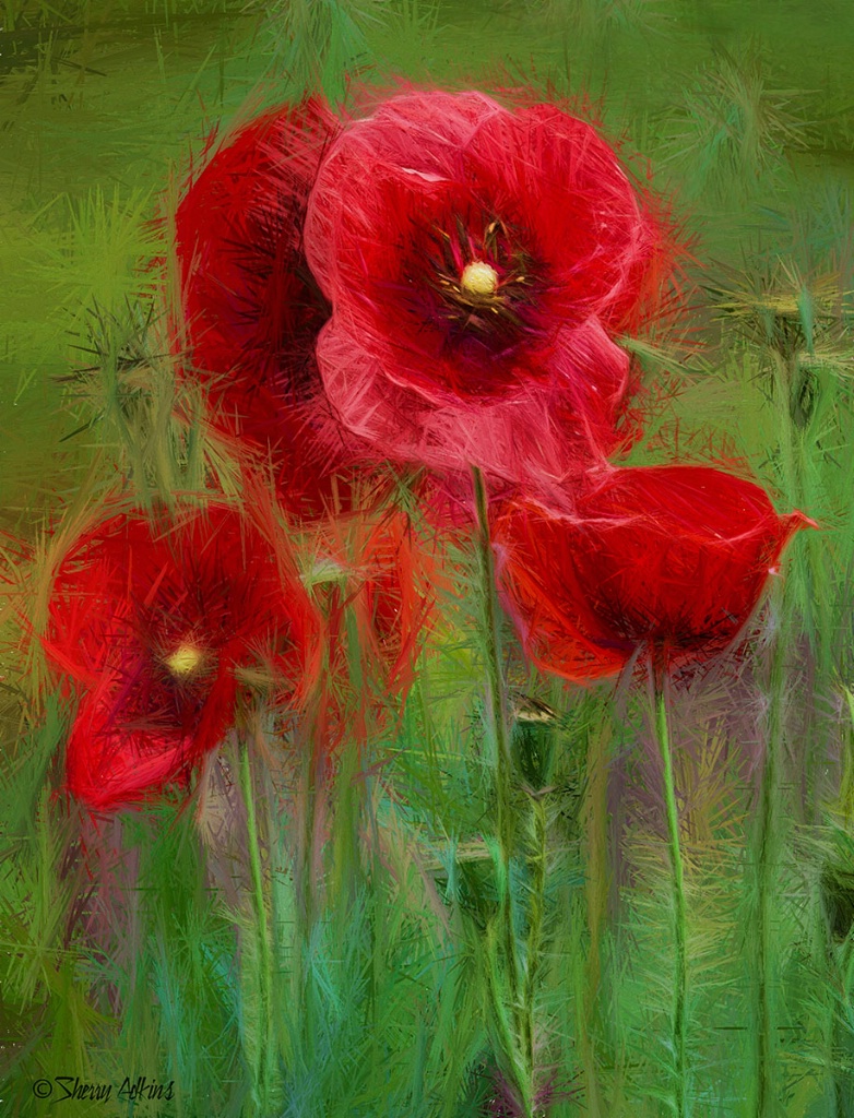 Poppies