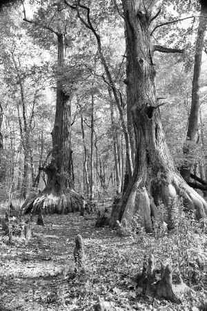 1000 year Old Trees