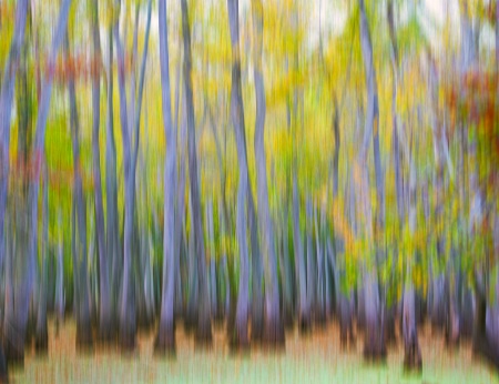 Cypress Abstract